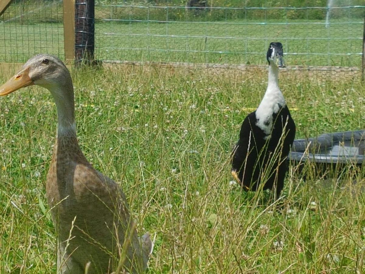 'T Nieuwe Nest Villa Kaatsheuvel Bagian luar foto